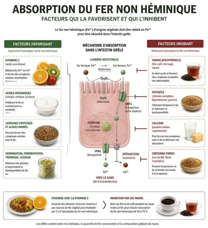 Infographie sur l'absorption du fer non héminique et les aliments riches en fer
