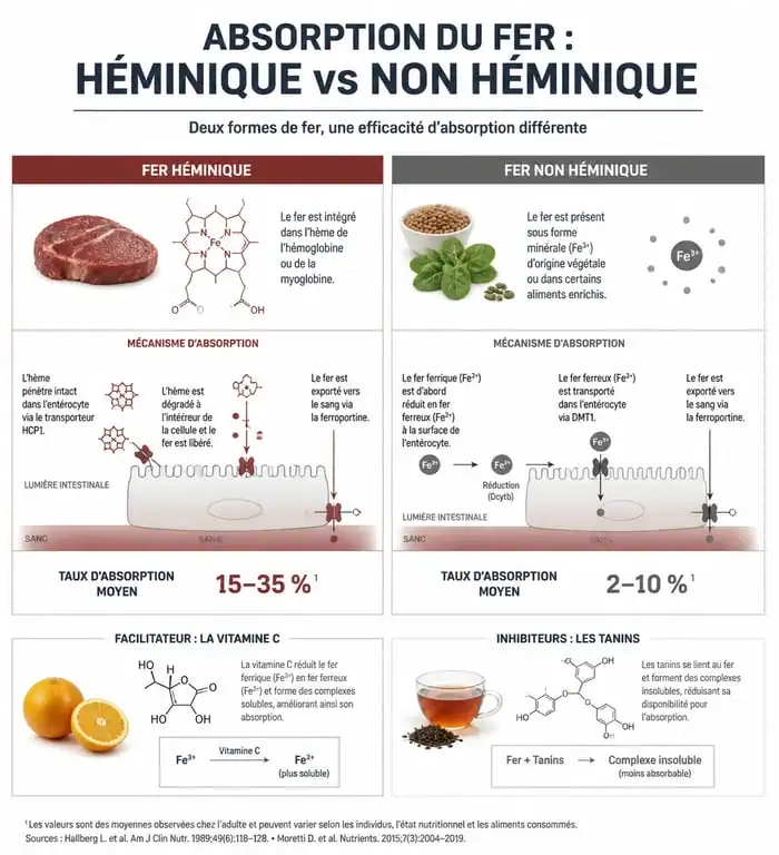 Infographie sur l'absorption du fer alimentaire et les aliments riches en fer