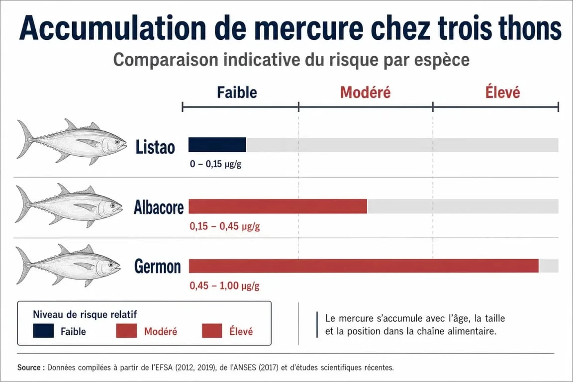 Infographie comparative des teneurs en mercure selon l'espèce de thon pour choisir le meilleur thon en boîte sans mercure