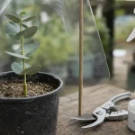 Bouture eucalyptus en pot avec substrat et mini-serre en plastique