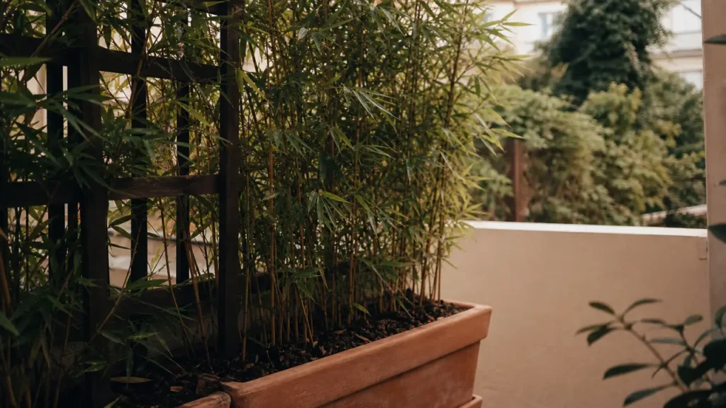 Brise vue plante : bambou non traçant sur balcon