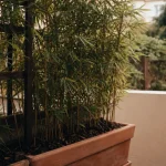Brise vue plante : bambou non traçant sur balcon