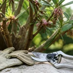 Sécateur et laurier-rose : comment tailler laurier rose sans abîmer la floraison d’été