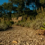 Jardin méditerranéen sans entretien avec paillage, graviers et santoline