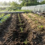Que planter en mai au potager : semis, plantations et repiquage après les Saints de Glace