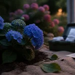 Hortensia toxique : feuilles et bourgeons visibles dans le jardin